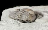 Wide Enrolled Eldredgeops Trilobite In Shale - Ohio #46591-2